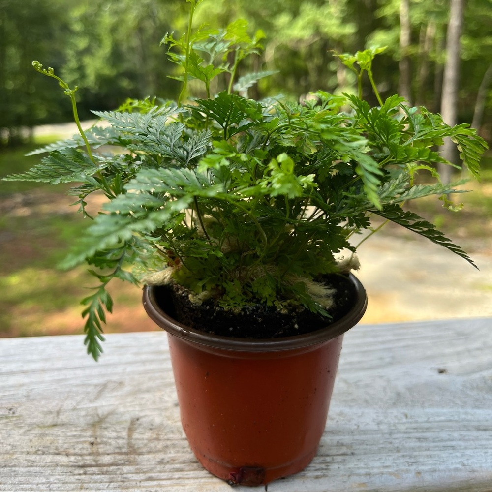Rabbit’s Foot Fern (Davallia fejeensis) is a houseplant known for its rhimozes
